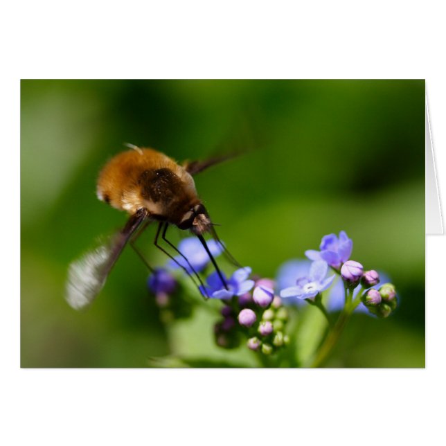 Bombylius major (Front Horizontal)