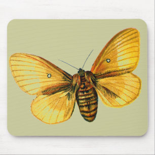 Bombyx quercus female mouse mat