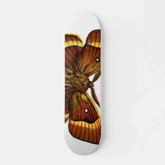 Bombyx quercus male skateboard (Front)