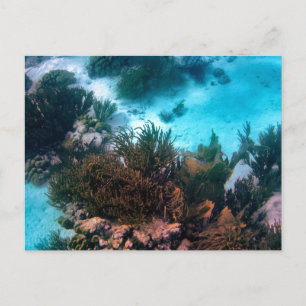 Bonairean Reef Custom Postcard