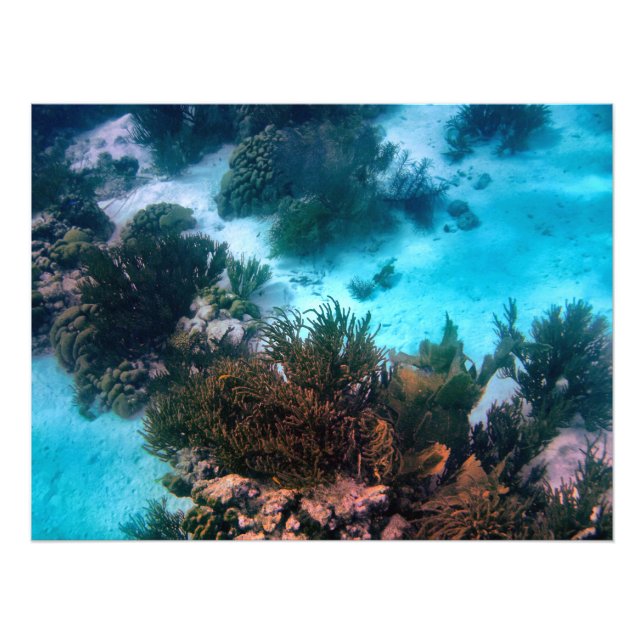 Bonairean Reef Photo Print (Front)