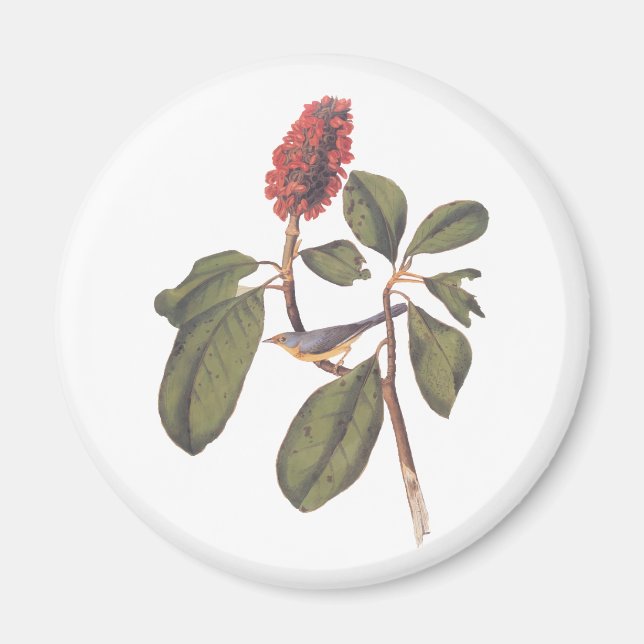 Bonaparte Flycatcher Canada Warbler Audubon Bird Magnet (Front)