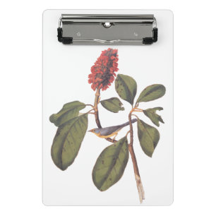 Bonaparte Flycatcher Canada Warbler Audubon Bird Mini Clipboard