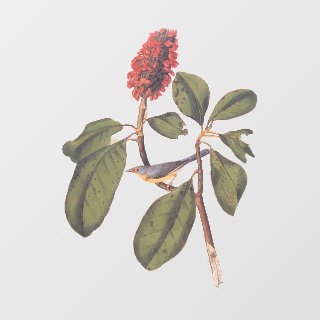 Bonaparte Flycatcher Canada Warbler Audubon Bird Window Cling (Sheet)