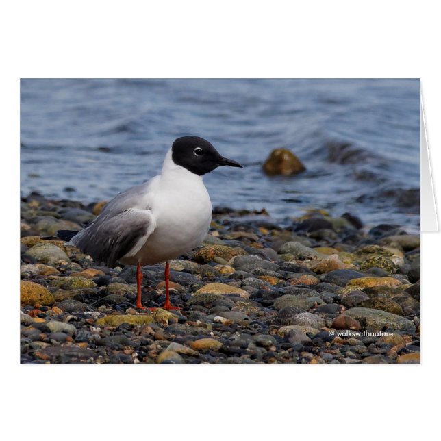 Bonaparte's Gull at the Beach (Front Horizontal)