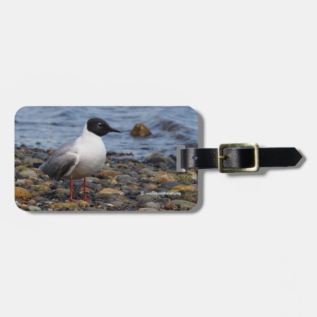 Bonaparte's Gull at the Beach Luggage Tag (Front Horizontal)