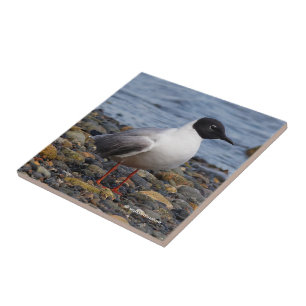 Bonaparte's Gull at the Beach Tile