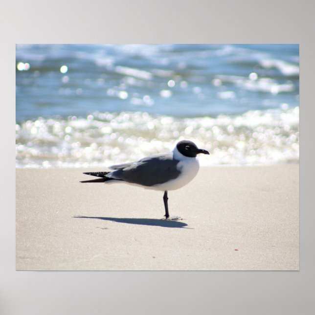 Bonaparte's Gull Seagull on the Beach Colour 16x20 Poster (Front)