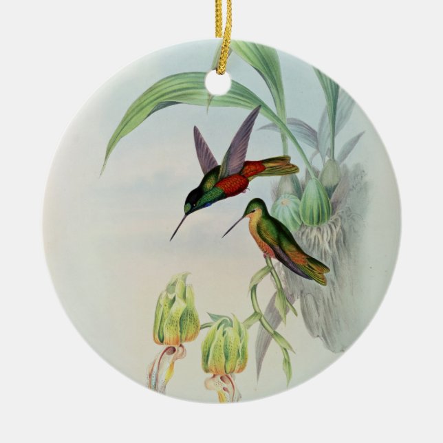 Bonaparte's Star Fronted Hummingbird (coloured lit Ceramic Tree Decoration (Front)