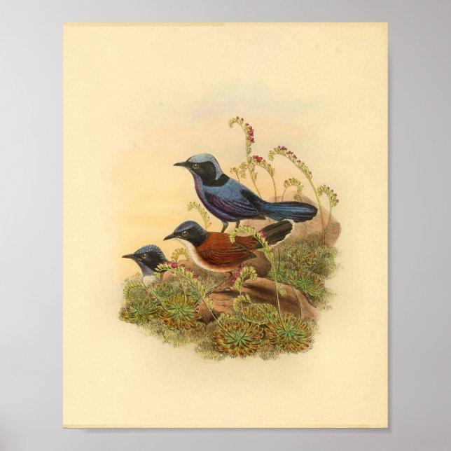 Bonaparte's Todopsis Wren Blue Bird Vintage Print (Front)