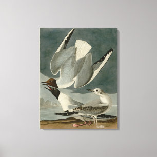 Bonapartian Gull from Audubon's Birds of America Canvas Print