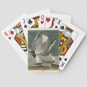 Bonapartian Gull from Audubon's Birds of America Playing Cards