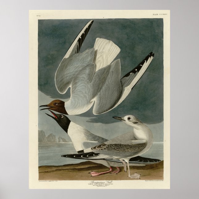 Bonapartian Gull from Audubon's Birds of America Poster (Front)