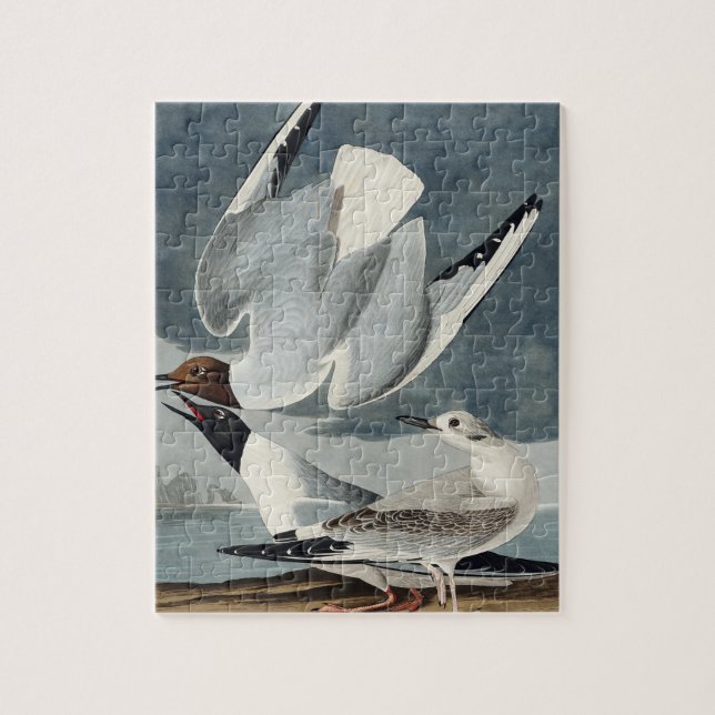 Bonapartian Gull from Birds of America Jigsaw Puzzle (Vertical)