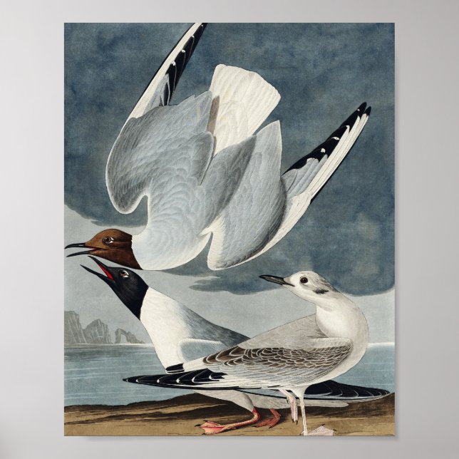 Bonapartian Gull from Birds of America Poster (Front)