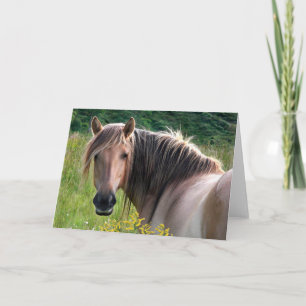 "Bonar" Highland Pony Greeting Card