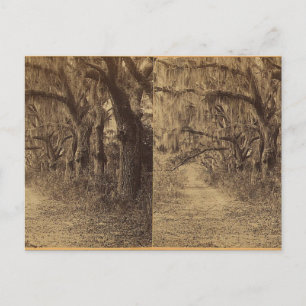 Bonaventura Cemetery, Savannah, Ga. c. 1863 Postcard
