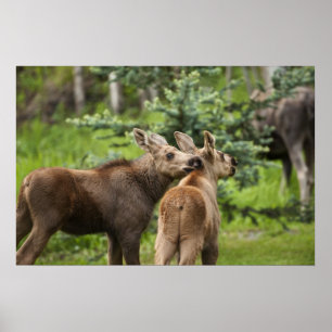 Bonded Moose Calves Poster
