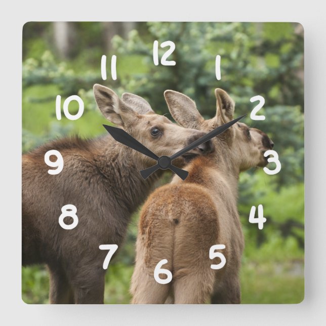 Bonded Moose Calves Square Wall Clock (Front)