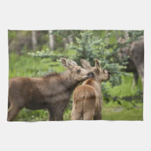 Bonded Moose Calves Tea Towel
