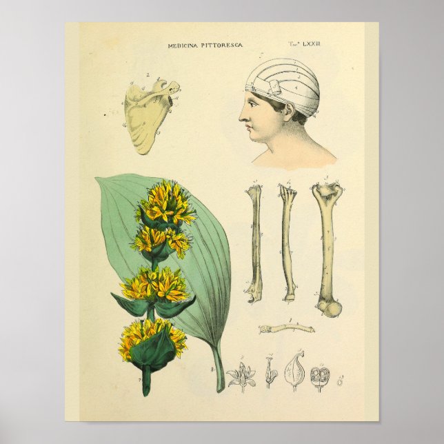 Bones Medicinal Anatomy Medical Art Print (Front)