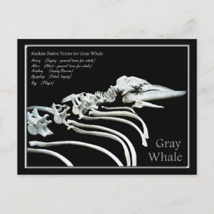 Bones of an Alaskan Grey Whale Postcard