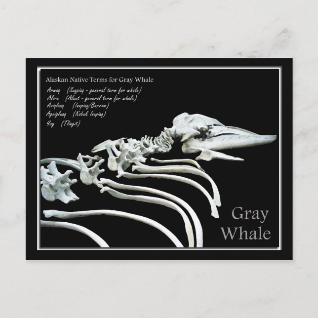Bones of an Alaskan Grey Whale Postcard (Front)