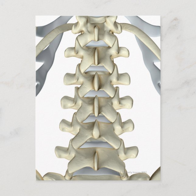 Bones of Lumbar Vertebrae Postcard (Front)