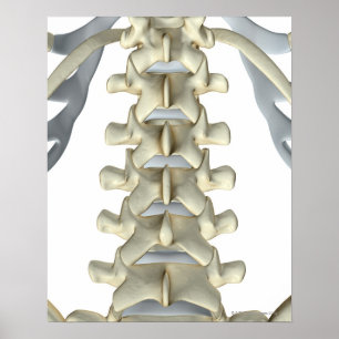 Bones of Lumbar Vertebrae Poster