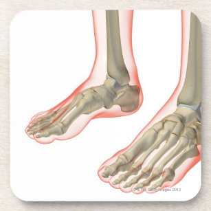 Bones of the Feet Coaster