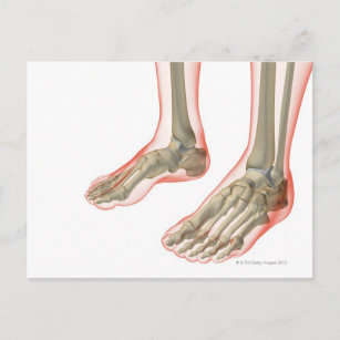 Bones of the Feet Postcard
