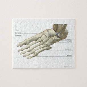 Bones of the Foot 15 Jigsaw Puzzle