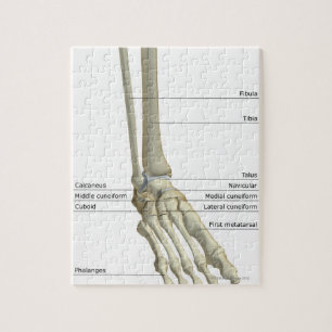 Bones of the Foot 6 Jigsaw Puzzle