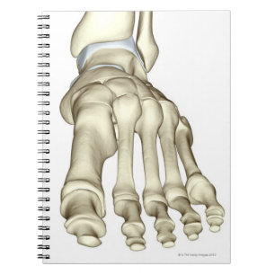Bones of the Foot 8 Notebook