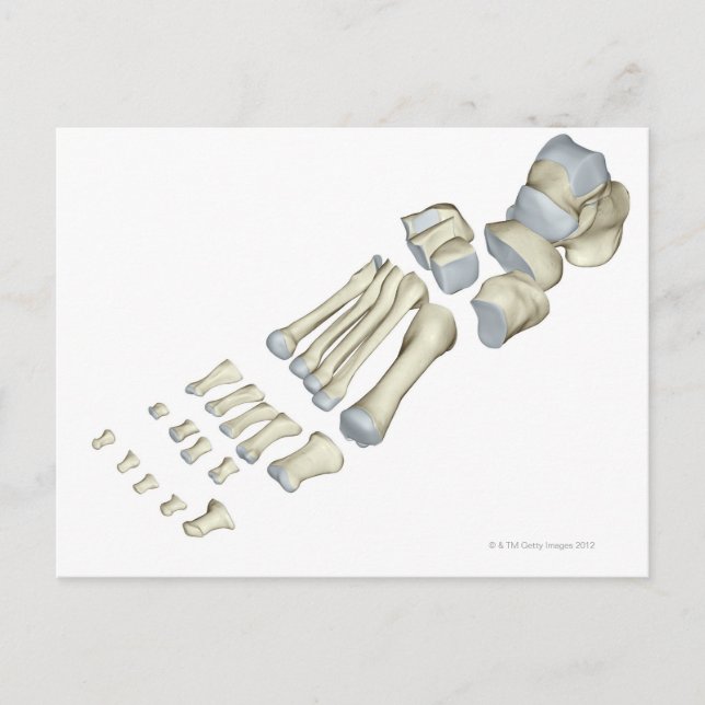 Bones of the Foot 9 Postcard (Front)