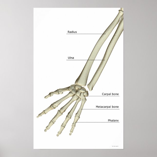 Bones of the Forearm Poster (Front)