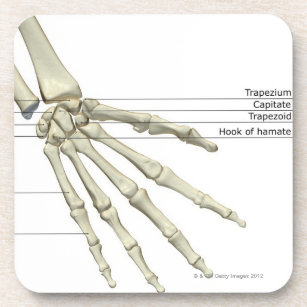 Bones of the Hand Coaster