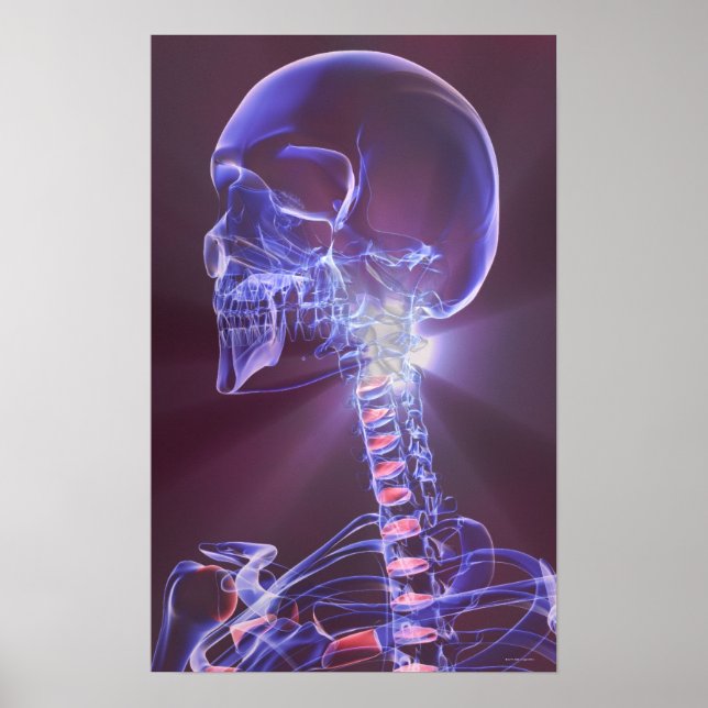 Bones of the Head and Neck 5 Poster (Front)