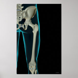 Bones of the Hip 2 Poster