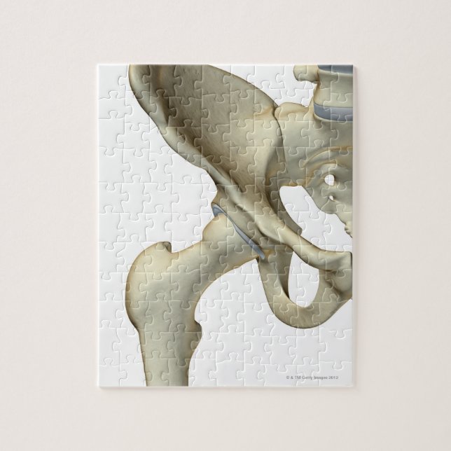 Bones of the Hip 5 Jigsaw Puzzle (Vertical)