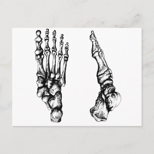 Bones of the human foor. postcard (Front)
