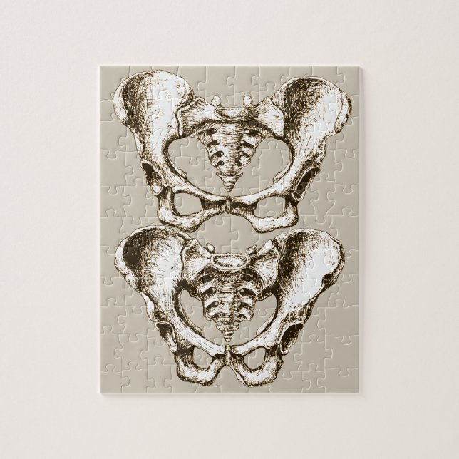 Bones of the Human Pelvis Jigsaw Puzzle (Vertical)