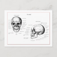 Bones of the human skull