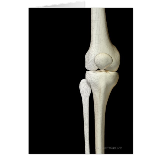 Bones of the Knee 4 (Front)
