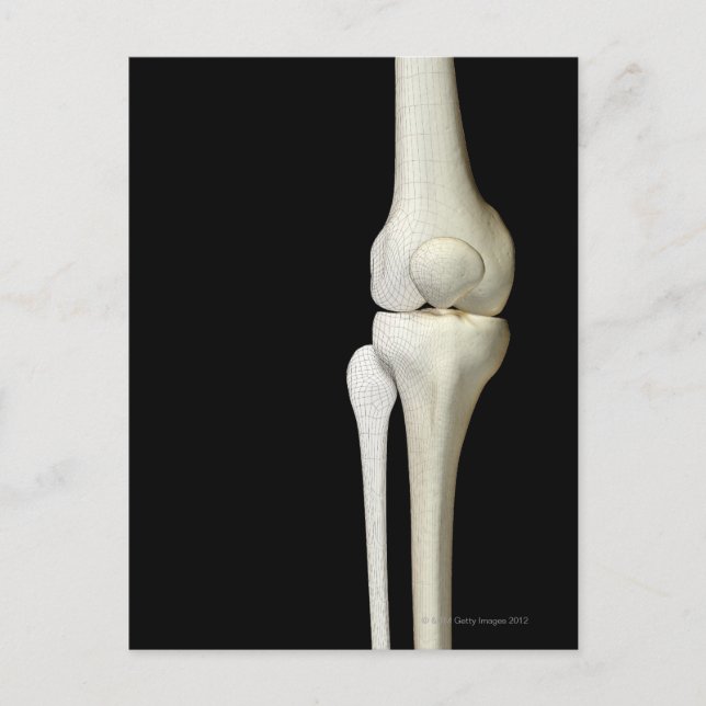 Bones of the Knee 4 Postcard (Front)