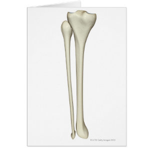 Bones of the Leg 2