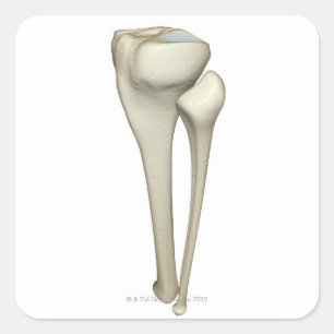 Bones of the Leg 4 Square Sticker