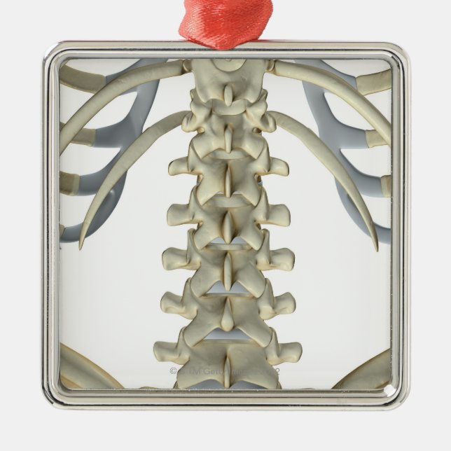 Bones of the Lower Back 4 Metal Tree Decoration (Front)