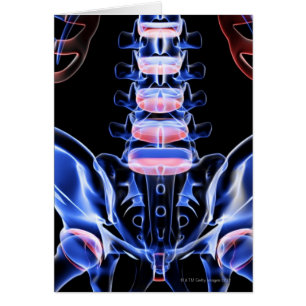 Bones of the Lower Back 5