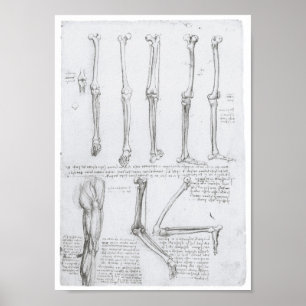 Bones of the Lower Extremity, Leonardo da Vinci Poster